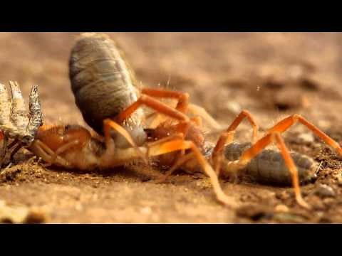 Texas Wild: Camel Spiders mating