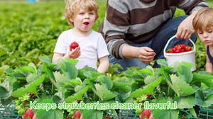 GOONMILL 10 Pack Strawberry Plant Support, Strawberry Planting Stand, Keeping Strawberry Plants Clean, Strawberry Growing Racks, Strawberry Growing Frame