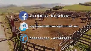 83K views · 3.8K reactions | Amor imposible mio, por imposible te quiero ayyy... Siento que me he morir, me de ir y no he de volver, solito te has de quedar ay ingrato!!! #VeronicaBolañosLavoz | Veronica Bolaños " La Voz" | Facebook