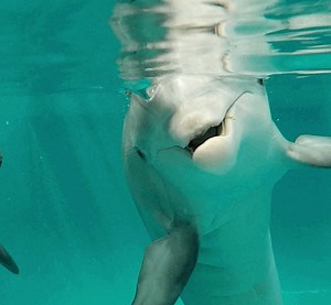 I ❤️ Winter! #CMAinspires | Winter the Dolphin