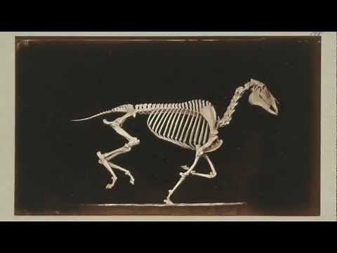 1881 Eadward Muybridge - "The Attitudes of Animals in Motion (194-203 Skeleton of Horse)"