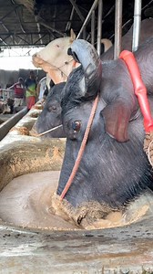 The Water Buffalo Bull is Eating Food with His Mouth Inside The Food Bowl || #reelsviralシ #viralreelsシ #viralvideoシ #OMG #eating #food #fyp #funny #bulls #animals | Biggest Cow in Bangladesh