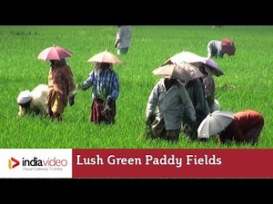 Lush Green Paddy Fields of Kerala | India Video