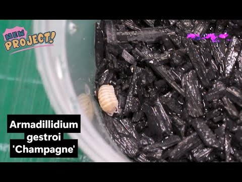Armadillidium gestroi 'Champagne' : NEW isopods project