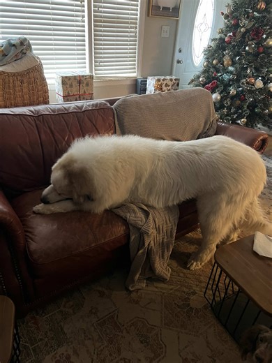 Genesis 6:4 is very clear. Ask yourself this: why would there be certain families—who have such influence across the world, and who seemingly control so much, and yet people still don’t consider that these bloodlines may have been chosen long ago and preserved for a reason? That line of thinking only leads you closer and closer to this verse. If the devil had the option to make certain people part of something he has influence over—not just fully human—don’t you think he would? The reason I beli