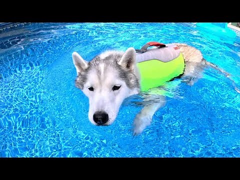 ALL the Dogs Go Swimming In the Pool Today! It's a HOT One!