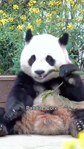 2.8K views · 30 reactions | Cute panda core #fypシ #catsoftiktok #panda #pandas | Pets & Cats | Facebook