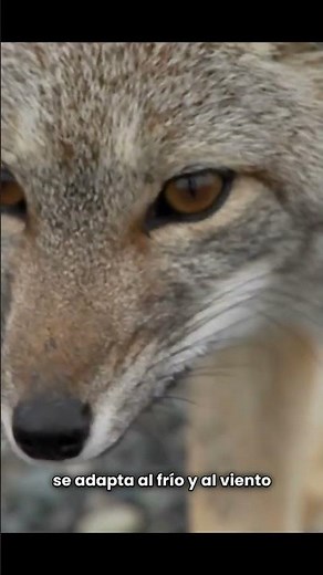 ❄️🐾 “Así sobreviven estos animales al frío extremo de la Patagonia”