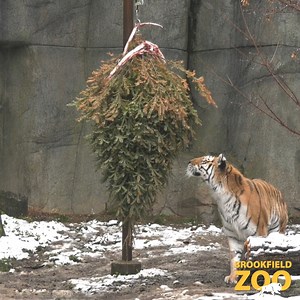 48K views · 2.2K reactions | It was a tree-mendous morning at...