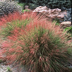 Undaunted Ruby Muhly Grass, Muhlenbergia reverchonii | High Country Gardens