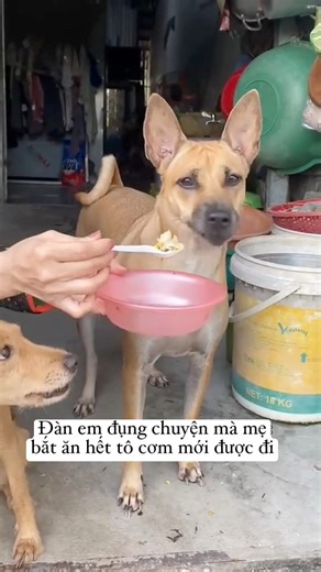 4M views · 10K reactions | Con đang gấp mà mẹ沈 | Đảo Chó | Facebook