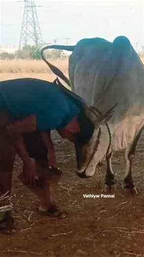 கன்று ஈன்ற மாடுகளுக்கான சத்து உணவு... 😍👍 #animals #farming #agriculture
