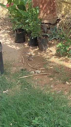 Squirrel chilling in summer noon