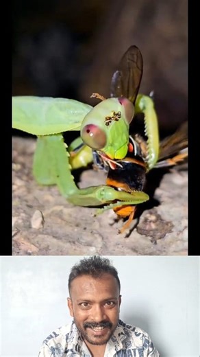 1K views | Hornet vs Honeybee  Epic Nature Battle Brave Honeybees Fighting the Giant Hornet  The Hornet Attack – Honeybees’ Ultimate Defense! One Hornet vs Hundreds of Bees – Who Wins?  Nature’s Real Battle: Hornet vs Honeybee  #Hornet #Honeybee #BeeAttack #NatureReels #WildlifeShorts #InsectWorld #FbReels #NatureFight #AnimalBattle #ViralNature | Animal & Pet Lovers | Facebook