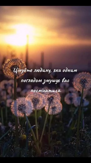 Dandelions at Sunset: A Serene Nature Scene