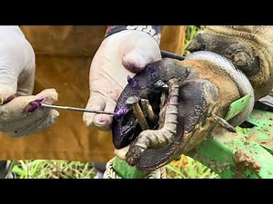 Cow Hoof Care: Safe Screw Removal and Deep Cleaning Techniques
