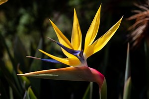 How to grow Strelitzia indoors | SA Garden and Home