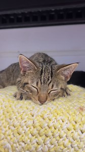 29K views · 2.5K reactions | Come meet Stud Muffin today from 1-5pm! Who wouldn’t want to add this sweetheart to your family  #adoptable #studmuffin #adorable #adoptme #toocute #furballfarmcatsanctuary | Furball Farm Cat Sanctuary | Facebook