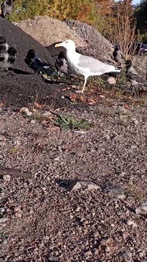 Hungry Gull incoming during corvid feeding! But he got scared by a crows wingflap 😂