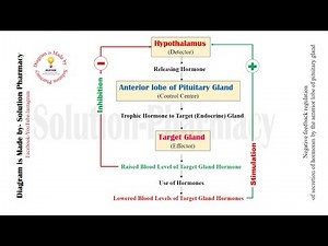 Endocrine Gland | Feedback Mechanism | Negative and Positive Feedback Mechanism | Feedback Mechanism