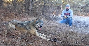Man spots timber wolf in trouble and films gutsy rescue
