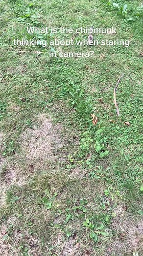 Chipmunk Staring at Camera: What's on Its Mind?