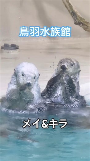 シンクロするキラとメイ #鳥羽水族館 #ラッコ #ラッコのメイちゃん #ラッコのキラちゃん