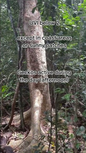 Temperature and Humidity in Crested Gecko Habitat