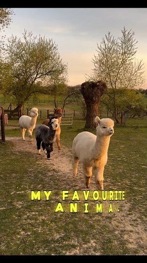 My Favourite Animal 🤩