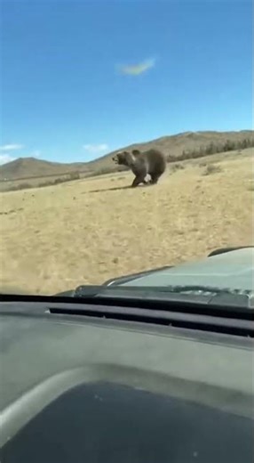 Grizzly Bear Charges Car: Yellowstone Adventure! #WildlifeEncounter #GrizzlyBear #Yellowstone