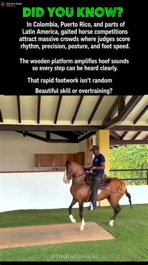 This Horse Moves Better Than Some Dancers #shorts