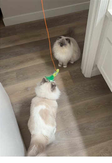 Who needs cat TV when you have this toy 🦜😻 #cattok #CatEnrichment #catsoftiktok #cattoy #catmusthaves