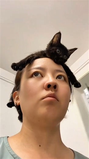 Cats Being Hilariously Extra 😂 | Funny Cat Compilation 2025 #funnycats #catcompilation #catmemes #cattok #zoomiefun | ZoomieFun