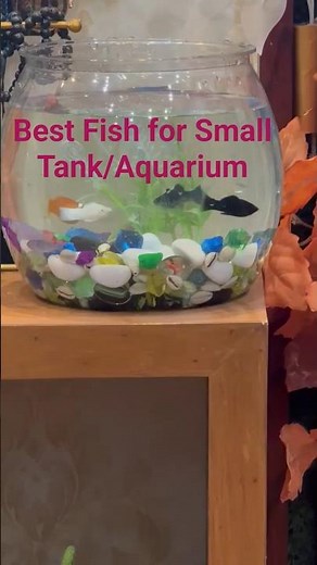 Best Fish for Small Aquarium 🐠 | Low Maintenance Beginner Fish 2026