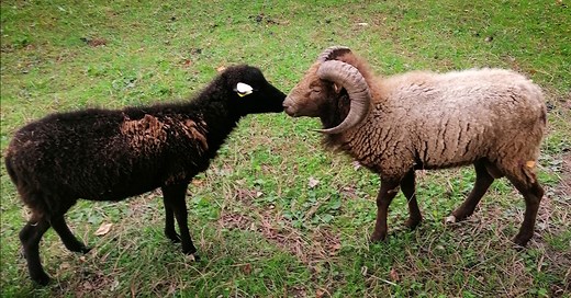 Elevage de moutons d'Ouessant - La ferme de Julie