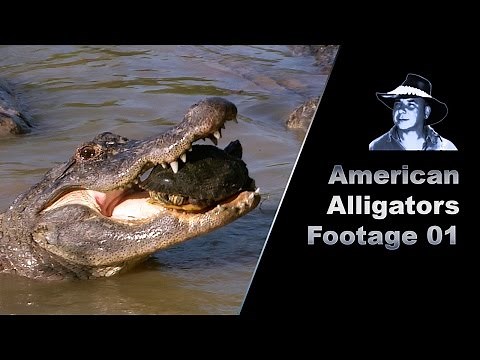 Alligator Eats Turtle Stock Footage