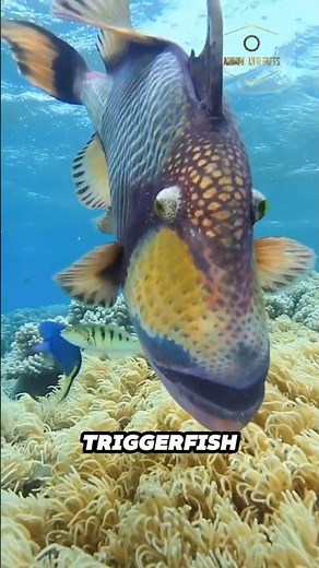 Titan Triggerfish | The Fish That Bites Like a Knife!