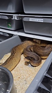 Sunset poss. het.ultramel female feeding 👌 #royalpythons #ballpythonlove #beardeddragon #reptilebreeder #snek #morph #petsnake #herpetology #animal #morphs #morph #snakelove #reptilelove #livingart #ballpythonofinstagram #snakelovers #reptilesofinsta #serpent #ballpythonsnake #nature #ballpythonlover #babyballpython #ballpythonmorphsofinstagram | Xclusive ball pythons
