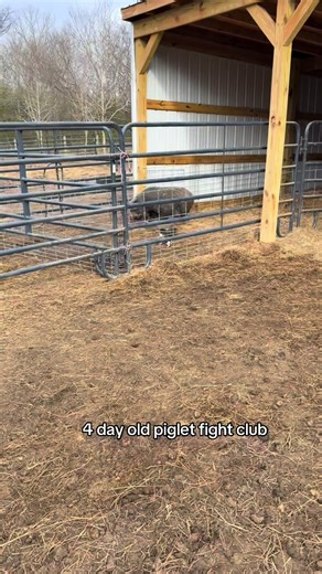 It’s just bizarre that human babies rely on you for 4 years and baby pigs come out fighting