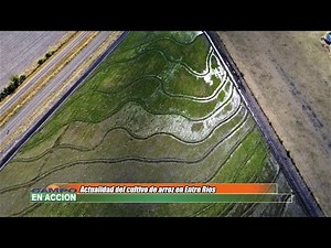 Current state of rice cultivation in Entre Ríos - Nicolás Galeano