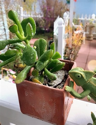 Moss Table Garden Kit: Fairy Garden Planter, Miniature Landscape, Microscape, Terrarium - Etsy