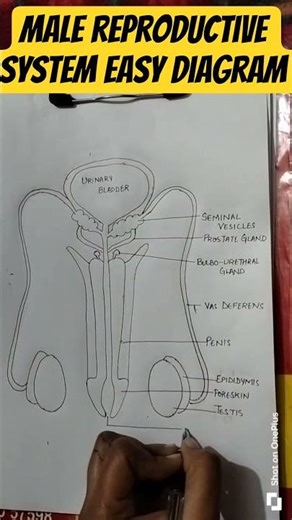 Male reproductive system#shorts #psebclass12board #boardexam#education