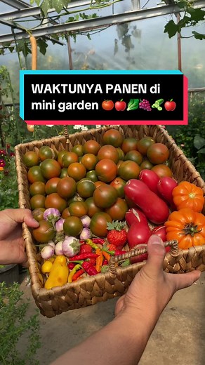 Panen Melimpah di Mini Garden: Kebun Sayuran Asyik