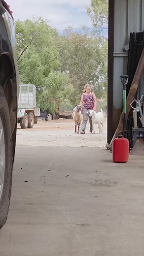 62 reactions · 8 comments | Out in the dairy today with my beautiful...