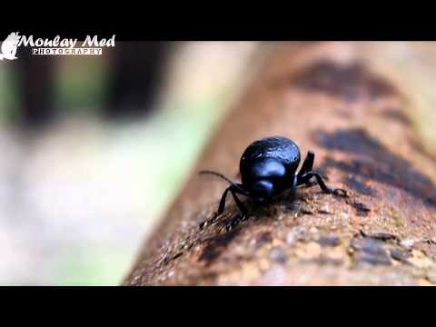 Le coléoptère noir ...