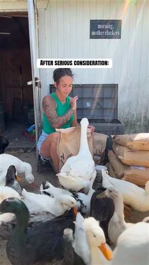 Lauren Ketterman on Instagram: "After a long thought out decision… #hobbyfarm #homestead #selfsufficient #backyardchickens #urbanhomestead"