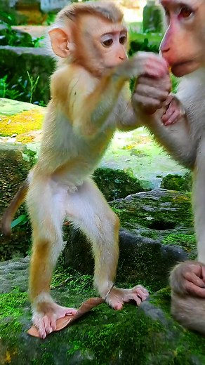 5.4K views · 40 reactions | Playtime, Laughter, and Fun – See the Sovana Family Monkeys Today! #diddy #monkey #reel #fypviralシ #reels #fypシ゚viralシ #fypシviralシ2024 | Funny Clip | Facebook