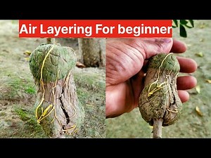 Air Layering Plant Tutorial for Beginners | Air Layering