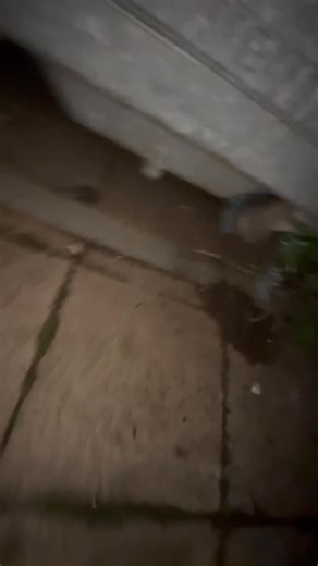 11K views · 157 reactions | This small rat trying to give the terriers a run around but soon gets apprehended by Dells the dashhound! @top fans | Yorkshire Rat Pack | Facebook