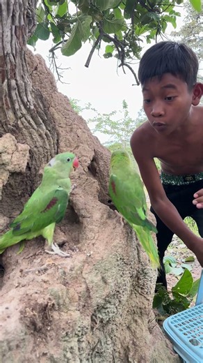 Survival Skills 01: The Most Amazing Parrot Discovery Deep in the Jungle! #birds #wildlife #nature